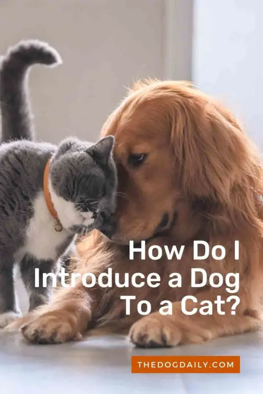 How Do I Introduce a Dog To a Cat thedogdaily.com