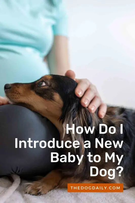 How Do I Introduce a New Baby to My Dog thedogdaily.com