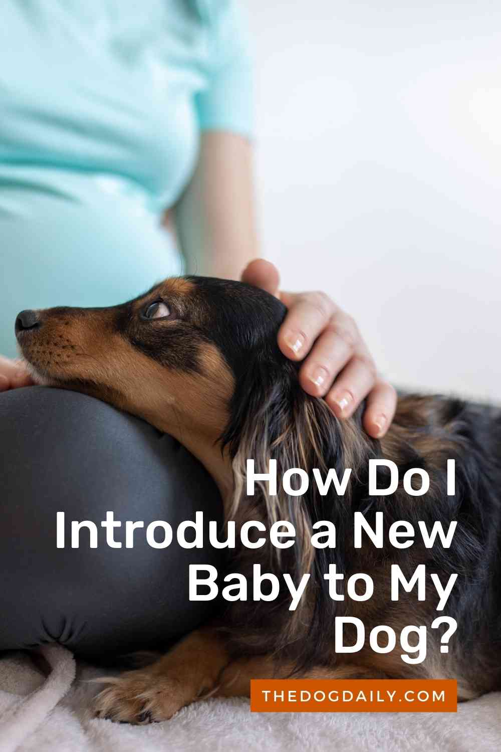 How to Introduce a Baby to Your Dog The Dog Daily