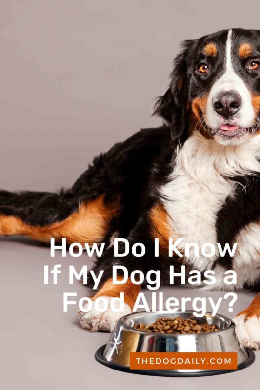How Do I Know If My Dog Has a Food Allergy thedogdaily.com