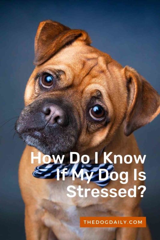 How Do I Know If My Dog Is Stressed thedogdaily.com