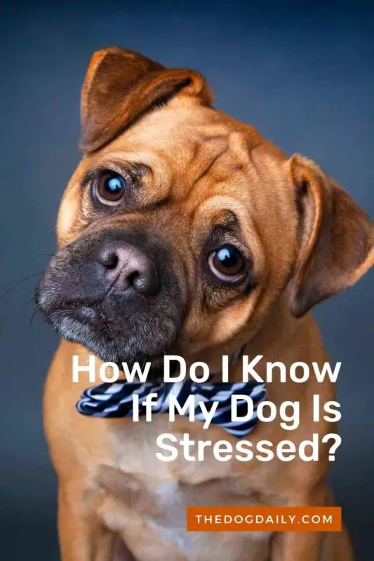 how do you tell if your dog is stressed