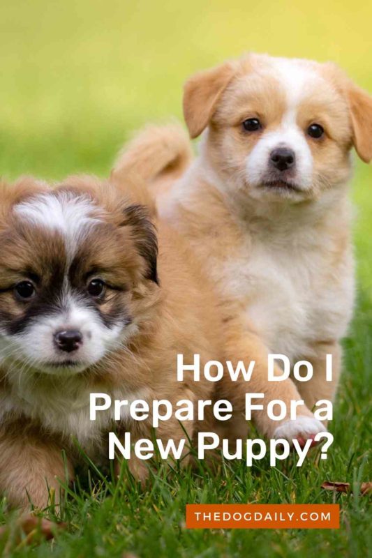 How Do I Prepare For a New Puppy thedogdaily.com