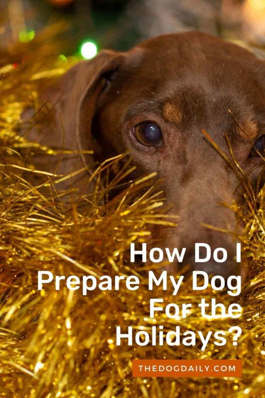 How Do I Prepare My Dog For the Holidays thedogdaily.com
