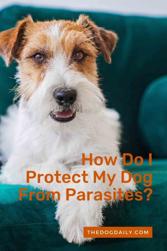 How Do I Protect My Dog From Parasites thedogdaily.com