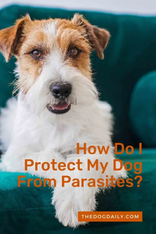 How Do I Protect My Dog From Parasites thedogdaily.com