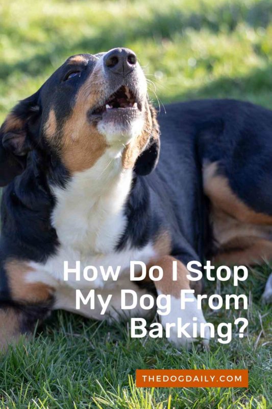 How Do I Stop My Dog From Barking thedogdaily.com