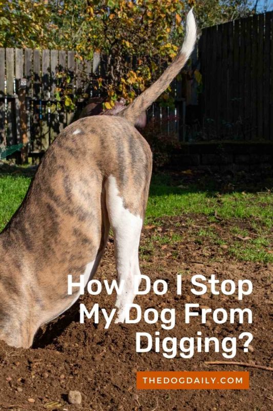 How Do I Stop My Dog From Digging thedogdaily.com