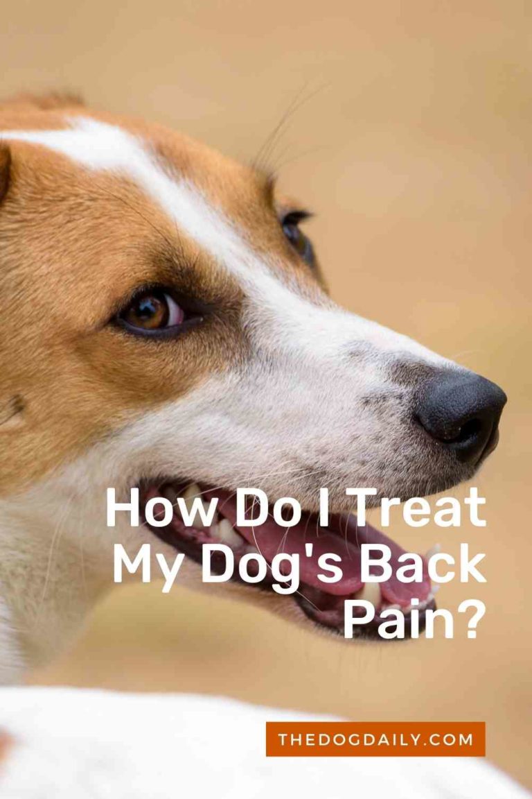 How to Care for Your Dog’s Back Pain The Dog Daily