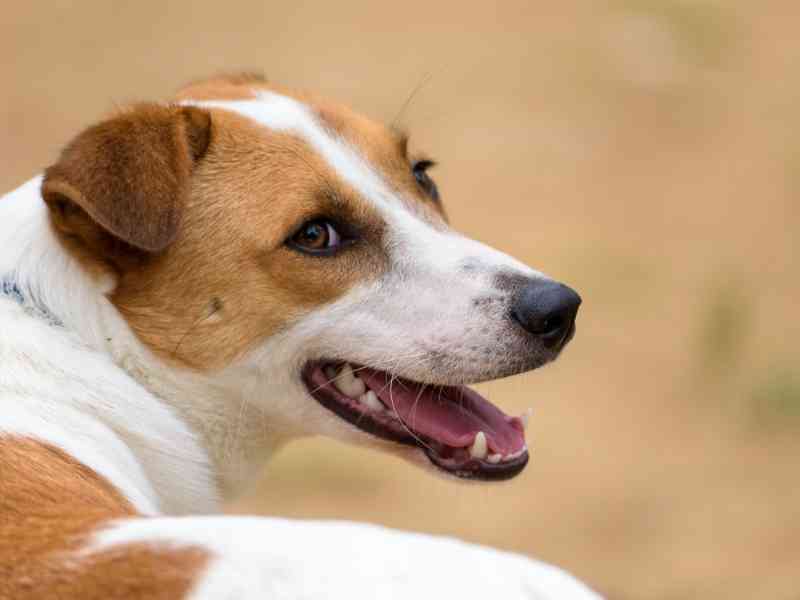 How to Care for Your Dog's Painful Back