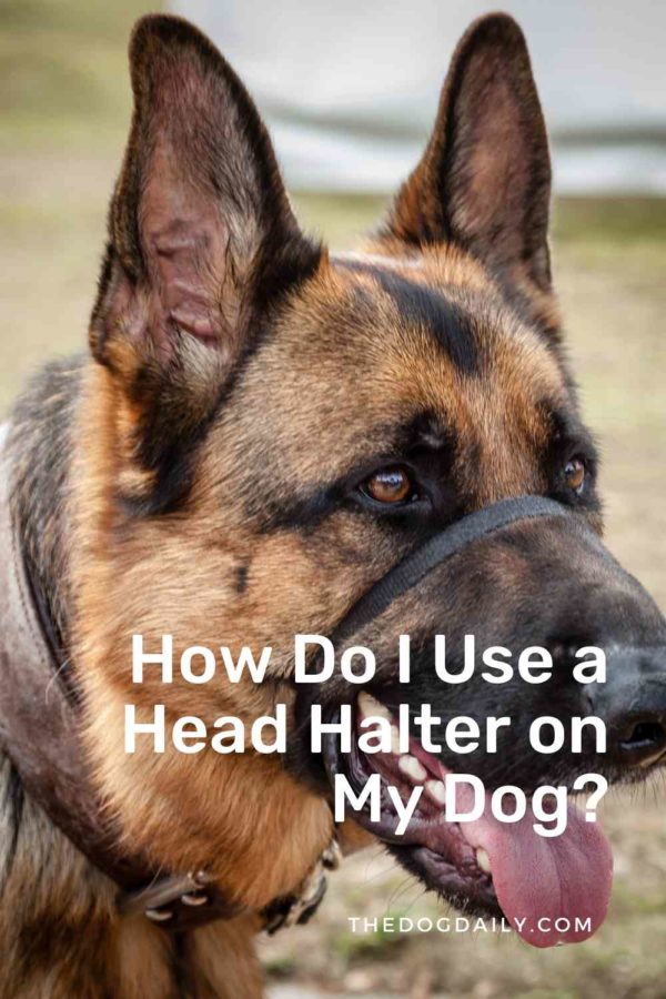 Training a Dog Using a Head Halter The Dog Daily