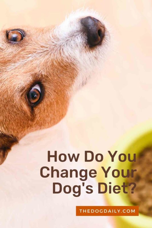 How Do You Change Your Dog's Diet thedogdaily.com