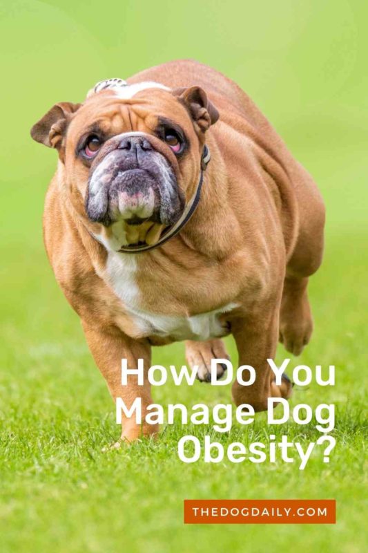 How Do You Manage Dog Obesity thedogdaily.com