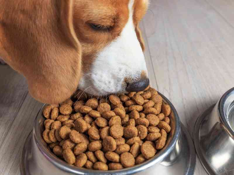 How Do You Read The Guaranteed Analysis on Dog Food?