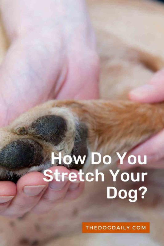 How Do You Stretch Your Dog thedogdaily.com