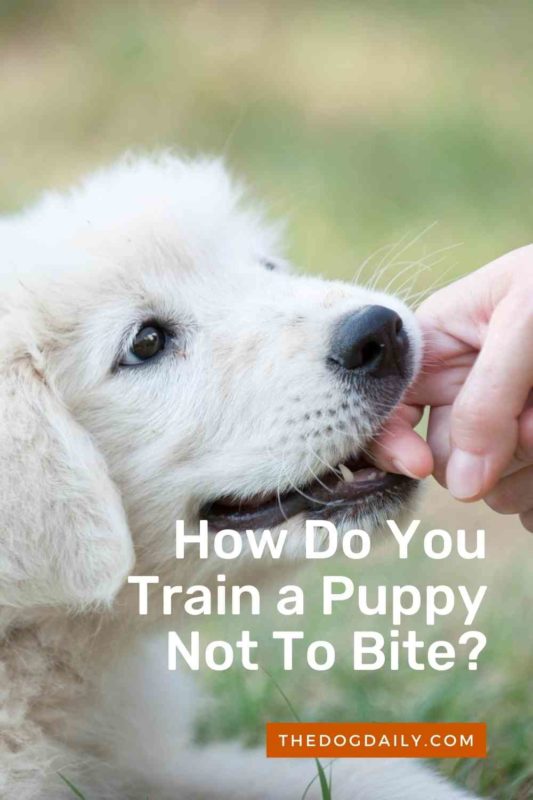 How Do You Train a Puppy Not To Bite thedogdaily.com