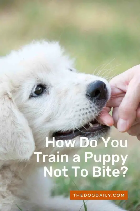 How Can You Stop a Puppy Biting?