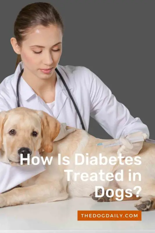 How Is Diabetes Treated in Dogs thedogdaily.com