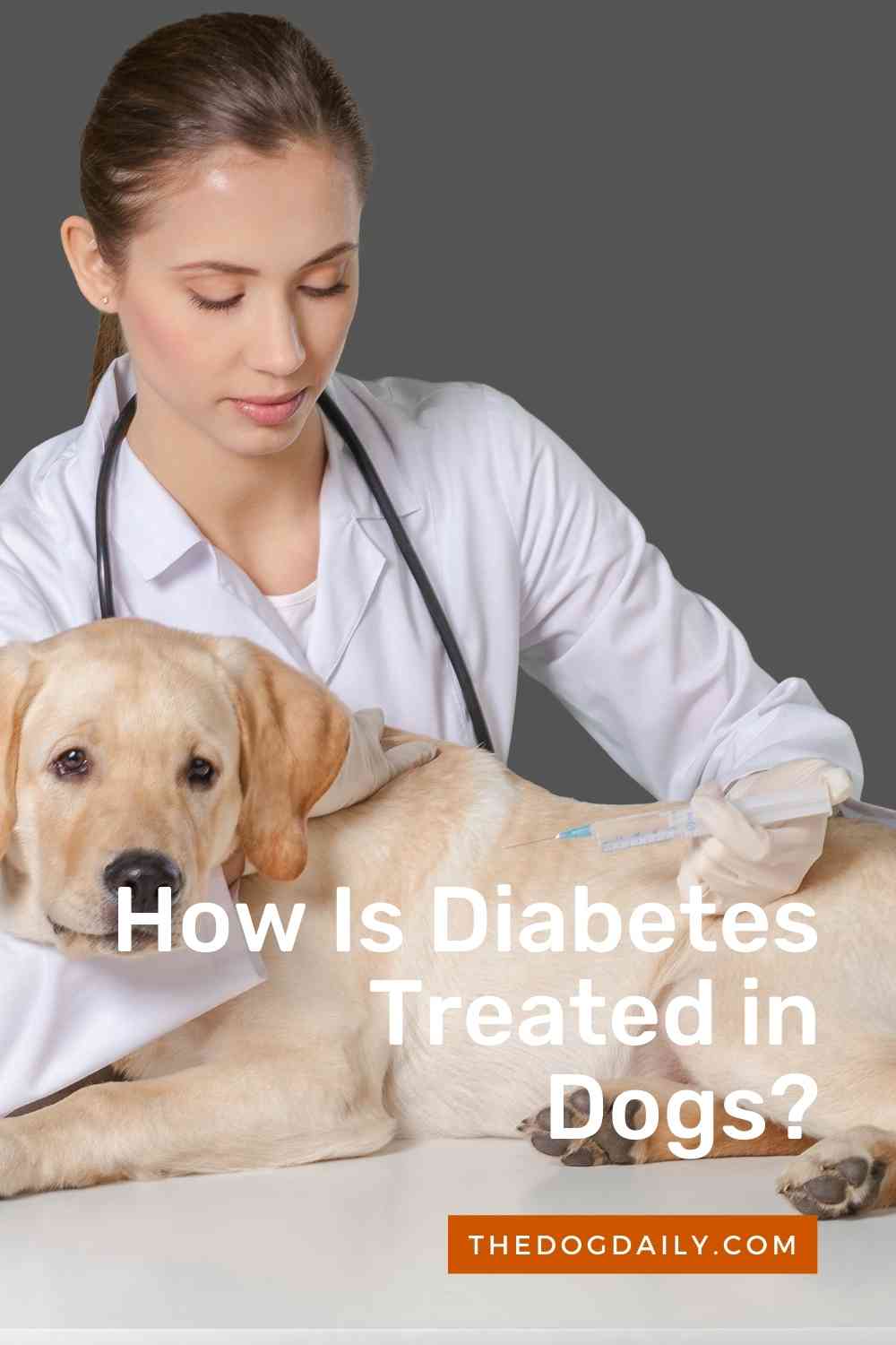 Symptoms and Treatments for Diabetes in Your Dog.