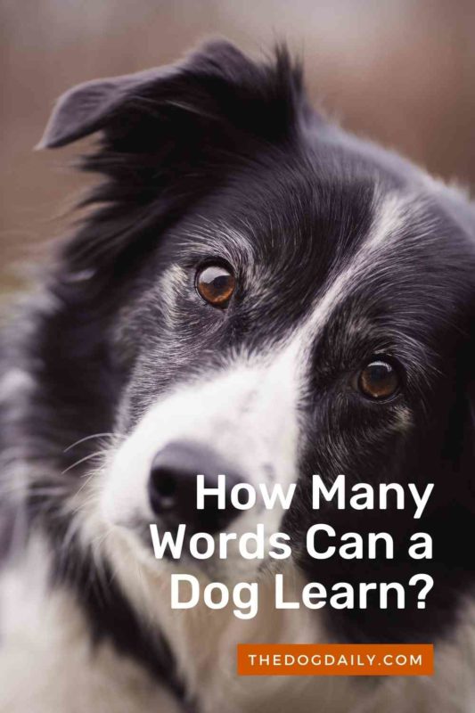 How Many Words Can a Dog Learn thedogdaily.com