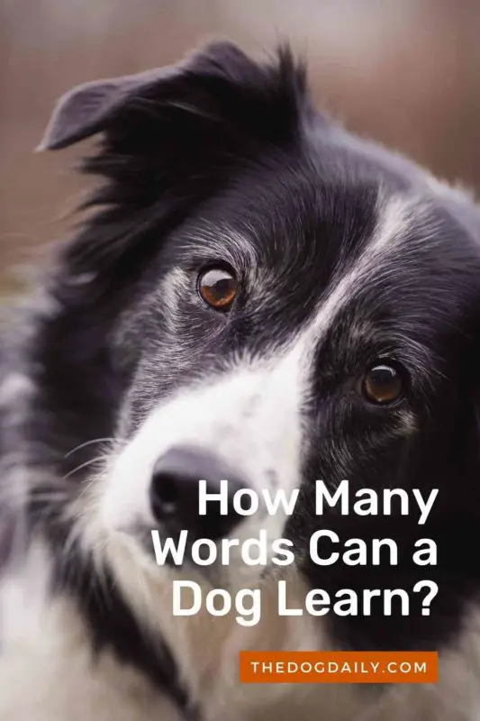 How Many Words Can a Dog Learn thedogdaily.com