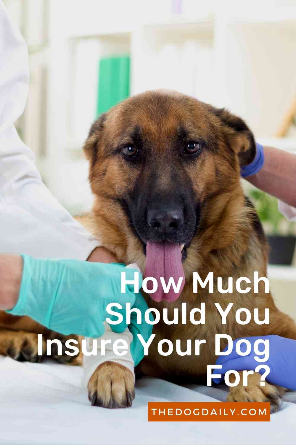 Is Pet Insurance the Right Investment For You and Your Dog?