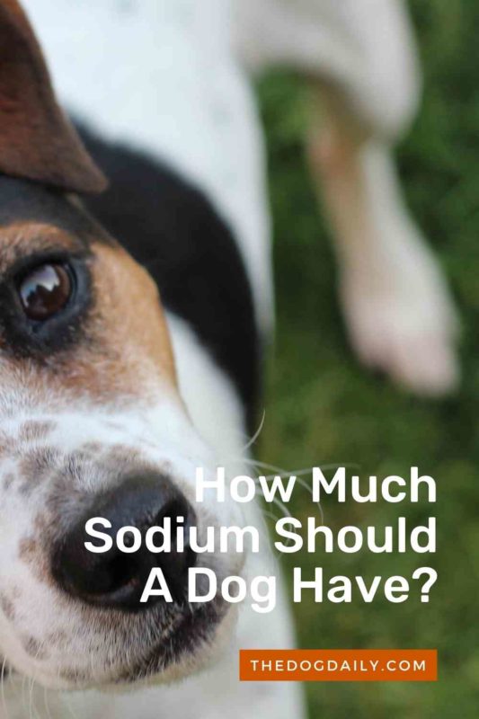 How Much Sodium Should A Dog Have thedogdaily.com