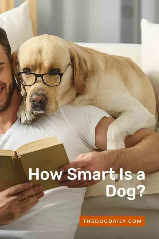 How Smart Is a Dog thedogdaily.com