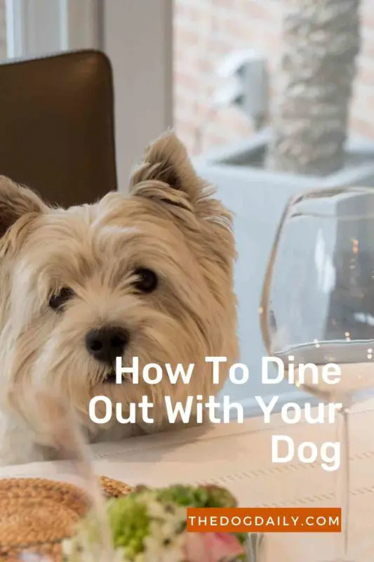 How To Dine Out With Your Dog thedogdaily.com