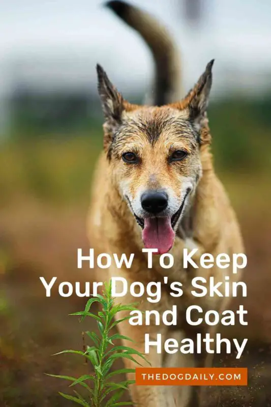 How To Keep Your Dog's Skin and Coat Healthy thedogdaily.com