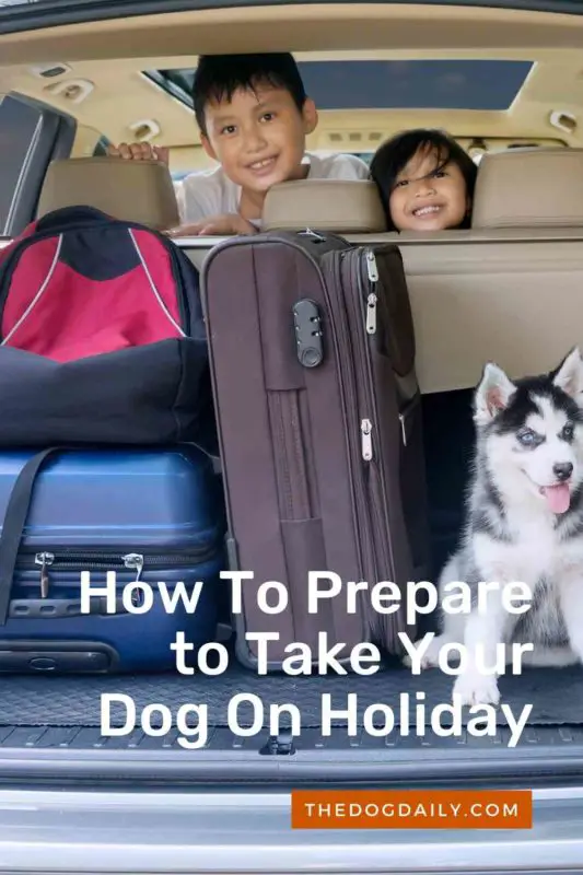 How To Prepare to Take Your Dog On Holiday thedogdaily.com