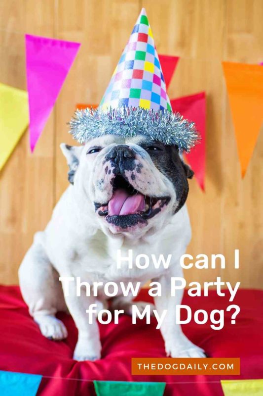 How can I Throw a Party for My Dog thedogdaily.com