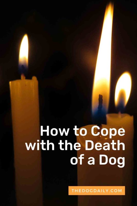 How to Cope with the Death of a Dog thedogdaily.com