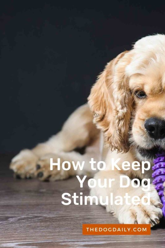 How to Keep Your Dog Stimulated thedogdaily.com