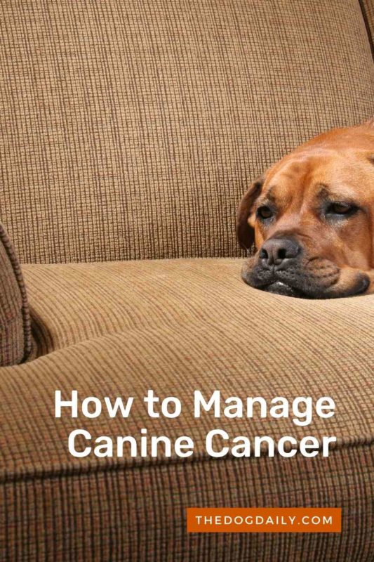 How to Manage Canine Cancer thedogdaily.com