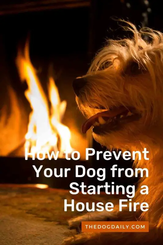 How to Prevent Your Dog from Starting a House Fire thedogdaily.com