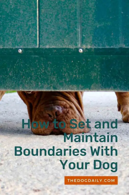How to Set and Maintain Boundaries With Your Dog thedogdaily.com
