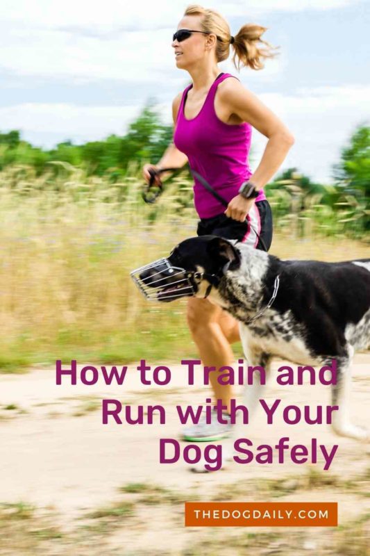 How to Train and Run with Your Dog Safely thedogdaily.com