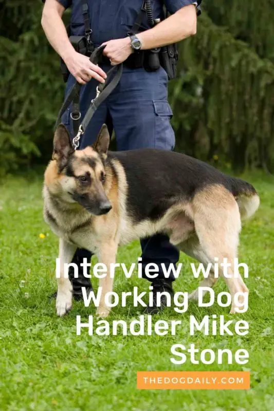 Interview with Working Dog Handler Mike Stone thedogdaily.com