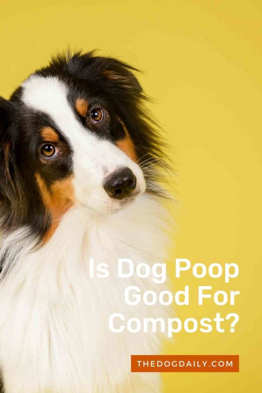 is dog feces good for compost