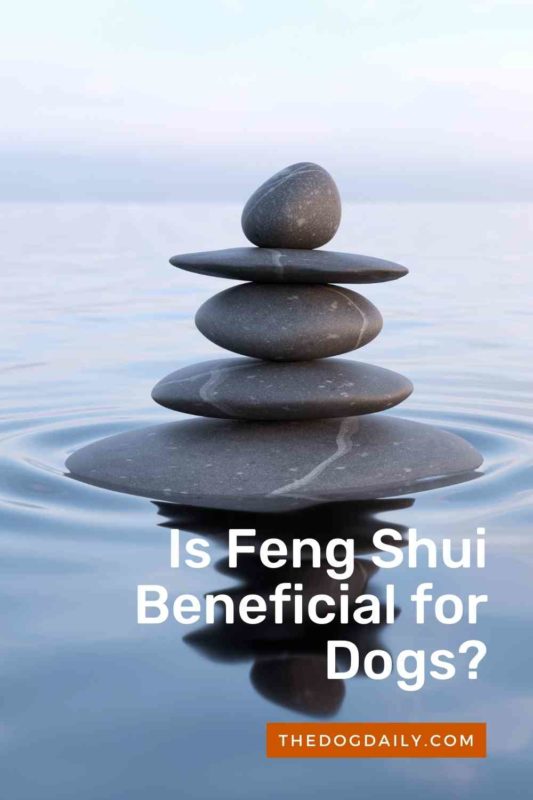 Feng Shui … For Dogs The Dog Daily