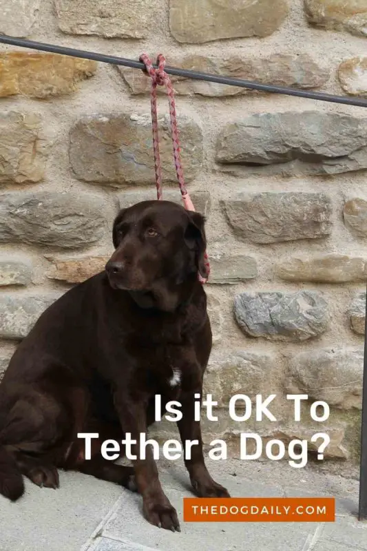 Can a Tether Help You Train Your Dog? The Dog Daily