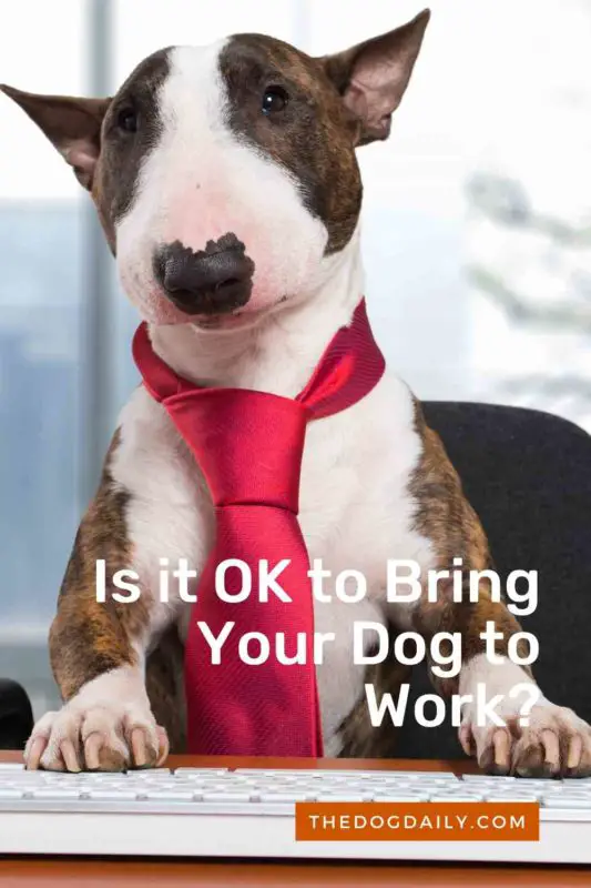 Is it OK to Bring Your Dog to Work thedogdaily.com