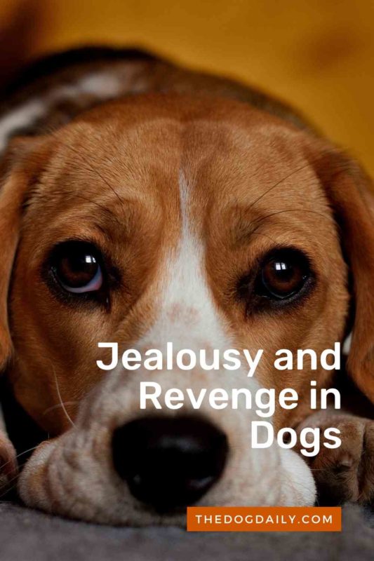 Revenge and Jealousy in Dogs thedogdaily.com