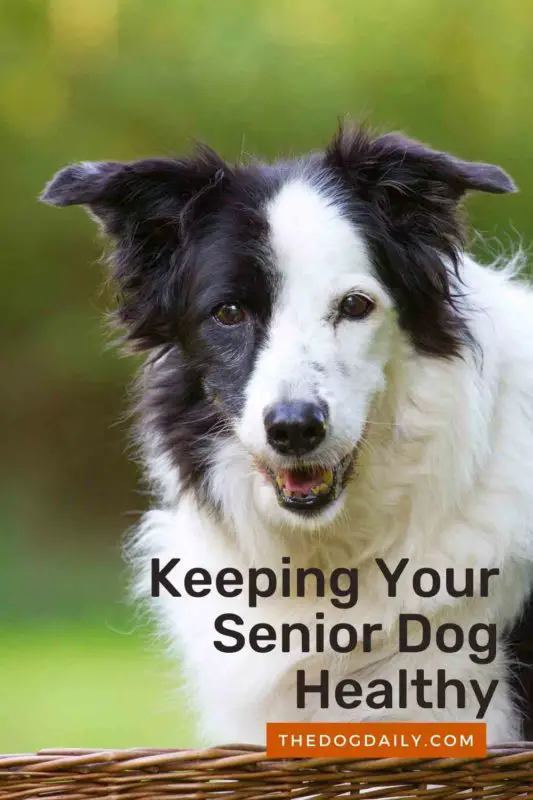 Keeping Your Senior Dog Healthy thedogdaily.com