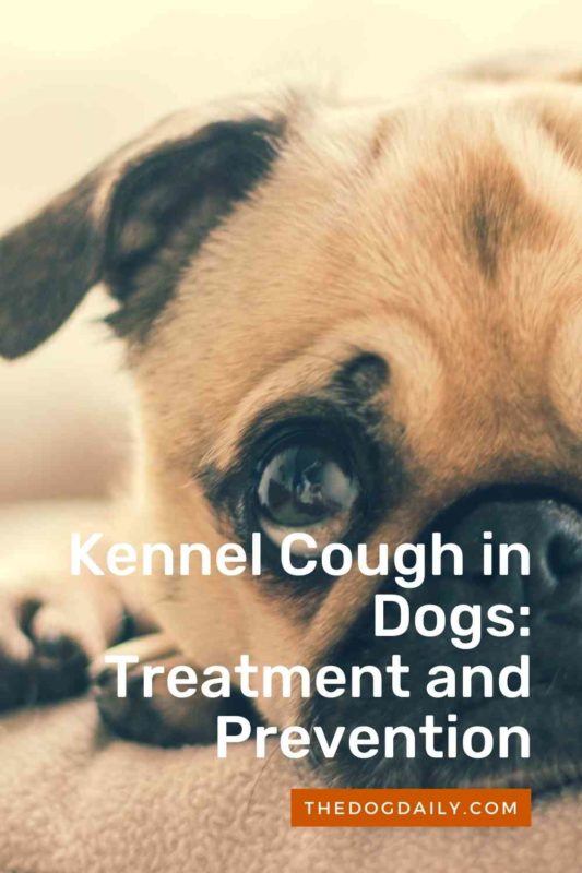 Kennel Cough in Dogs Treatment and Prevention thedogdaily.com