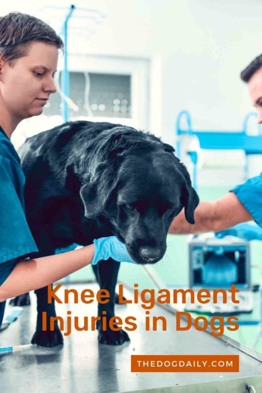 Knee Ligament Injuries in Dogs thedogdaily.com