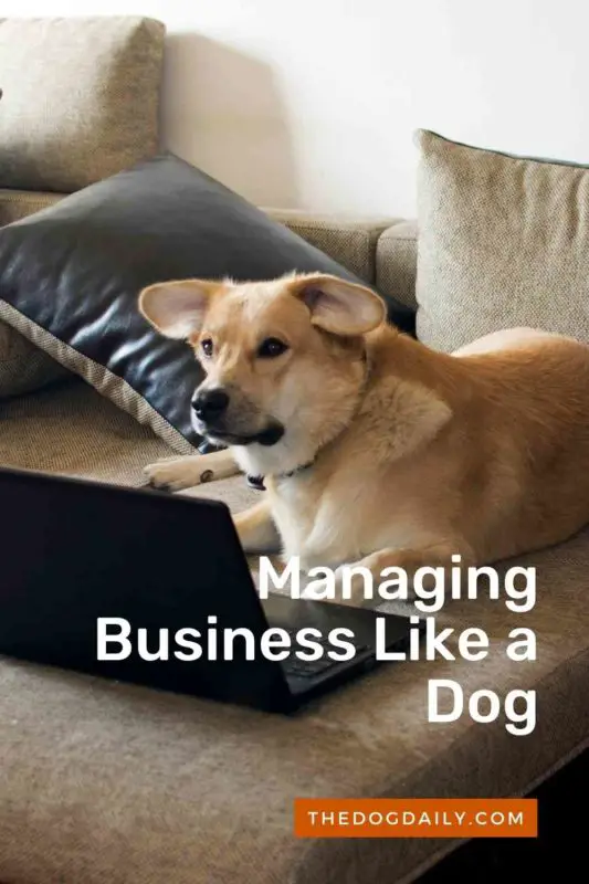 Managing Business Like a Dog thedogdaily.com