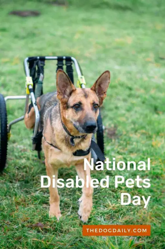 National Disabled Pets Day thedogdaily.com