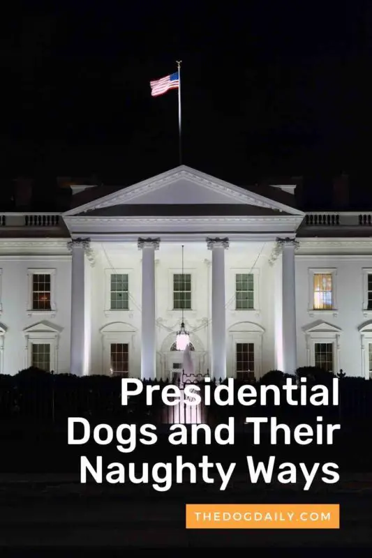 Presidential Dogs and Their Naughty Ways thedogdaily.com